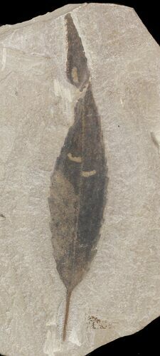 Fossil Leaf (Styrax) - Green River Formation #45679